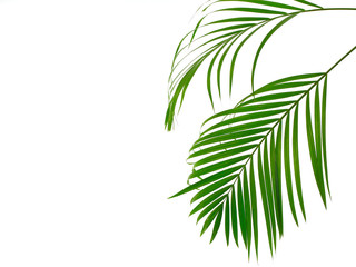 Tropical palm leaf on white background