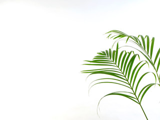 Tropical palm leaf on white background