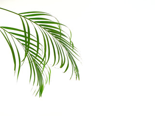 Fototapeta na wymiar Tropical palm leaf on white background