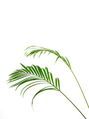Tropical palm leaf on white background