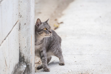gray color Thai cat stand near the wall.