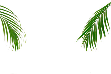 Tropical palm leaf on white background