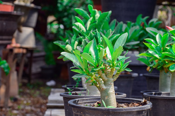 Mini Azalea Tree in garden, small Desert Rose in pots