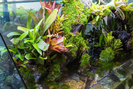Terrarium style small garden with rock and driftwood.
