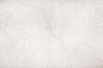 White or gray cow fur short smooth seamless patterns abstract texture for line animal background