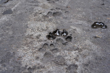 paw prints in cement