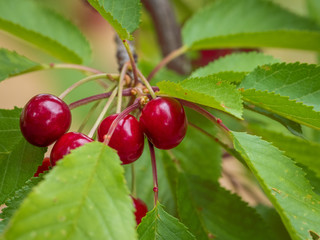 Scene with branch of natural cherry with ripe fruits