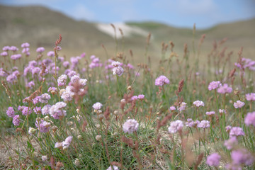 The Western coast of Denmark