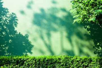 Shadow of tree branch on green wall background.