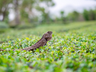 Close up small animal chameleon Thailand on green nature background