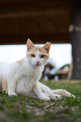 座ってこちらをじっと見つめる猫