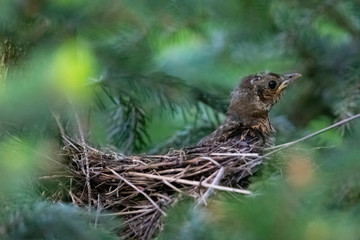 young thrush waiting in the nest, turdus philomelos
