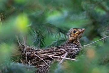 young thrush waiting in the nest, turdus philomelos