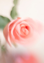 Pink rose flower