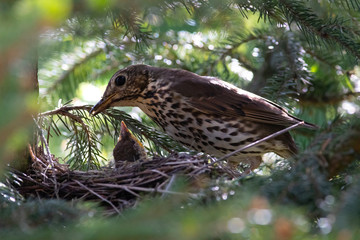 female of song thrush feeding her little birdie