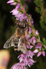 Honey bee on the flower of heather