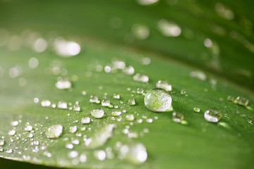 Dew drops