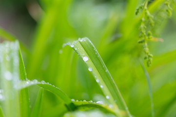 Dew drops