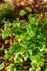 Fresh cilantro