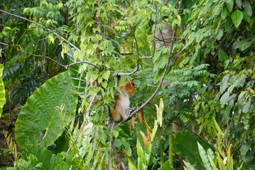 Proboscis Monkey on tree - kota kinabalu