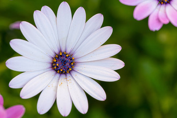 white daisy with pollen
