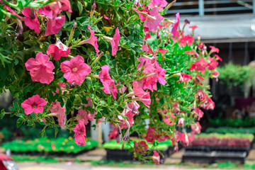 Pinkish flower blooming in garden, Flowering plants hanging on the steel rail