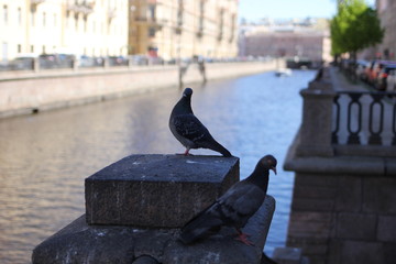 pigeon, bird