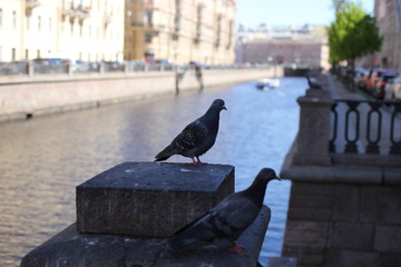 pigeon, bird