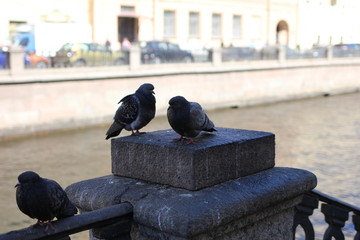 pigeon, bird