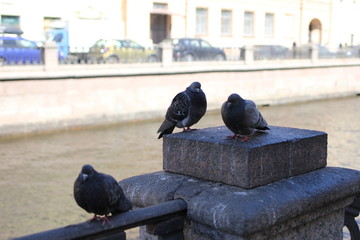 pigeon, bird