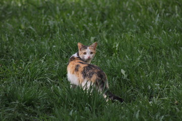  tortoiseshell cat walks on green grass