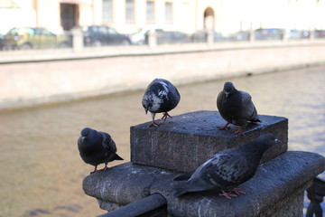 pigeon, bird