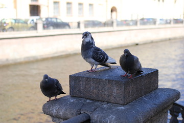 pigeon, bird
