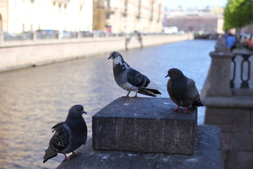 pigeon, bird