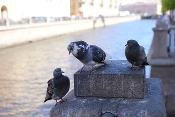 pigeon, bird