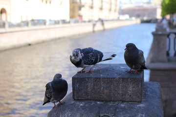 pigeon, bird
