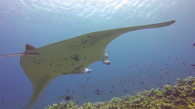 A Manta Ray floats and swims in the warm tropical waters of Maui, Hawaii.