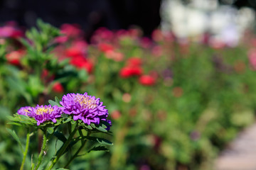 Obraz premium Beautiful colored flower along the path in the garden morning . Beautiful bouquet of flower in spring.Morning fresh air, oxygen to the body to power the whole day.