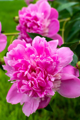 Fototapeta premium Pink garden flowers