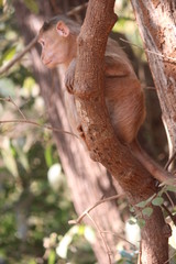 watching monkey
