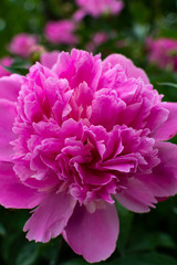 Obraz premium Pink garden flowers
