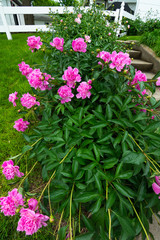 Pink garden flowers