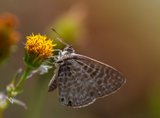 butterfly on flower