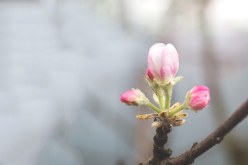 Flowers and buds of Apple trees in the spring. Selective focus