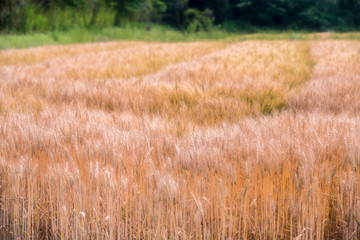 Fototapeta premium 麦