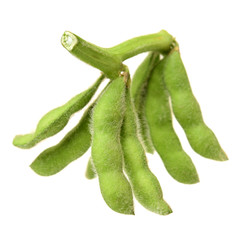 Fresh harvested soybean (edamame) plant isolated on white background