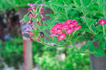 Red flower blooming on hanging baskets
