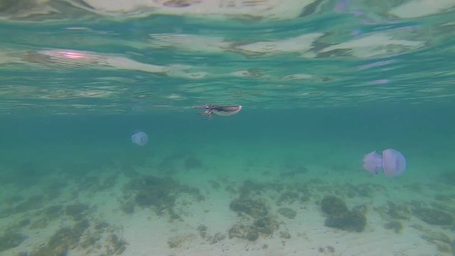 Great cormorant (Phalacrocorax carbo) diving and swiming underwater near big jellyfish..