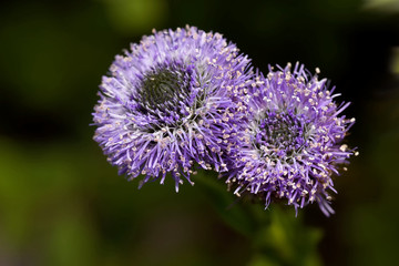 Fototapeta premium Kugelblume