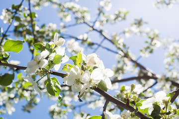 Flowers and buds of Apple trees in the spring. Selective focus